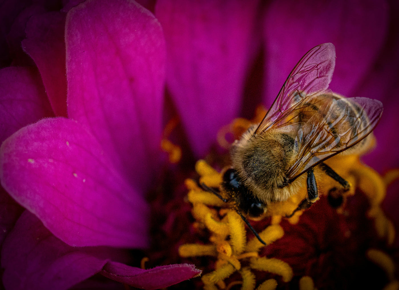 How to Manage Hayfever This Summer