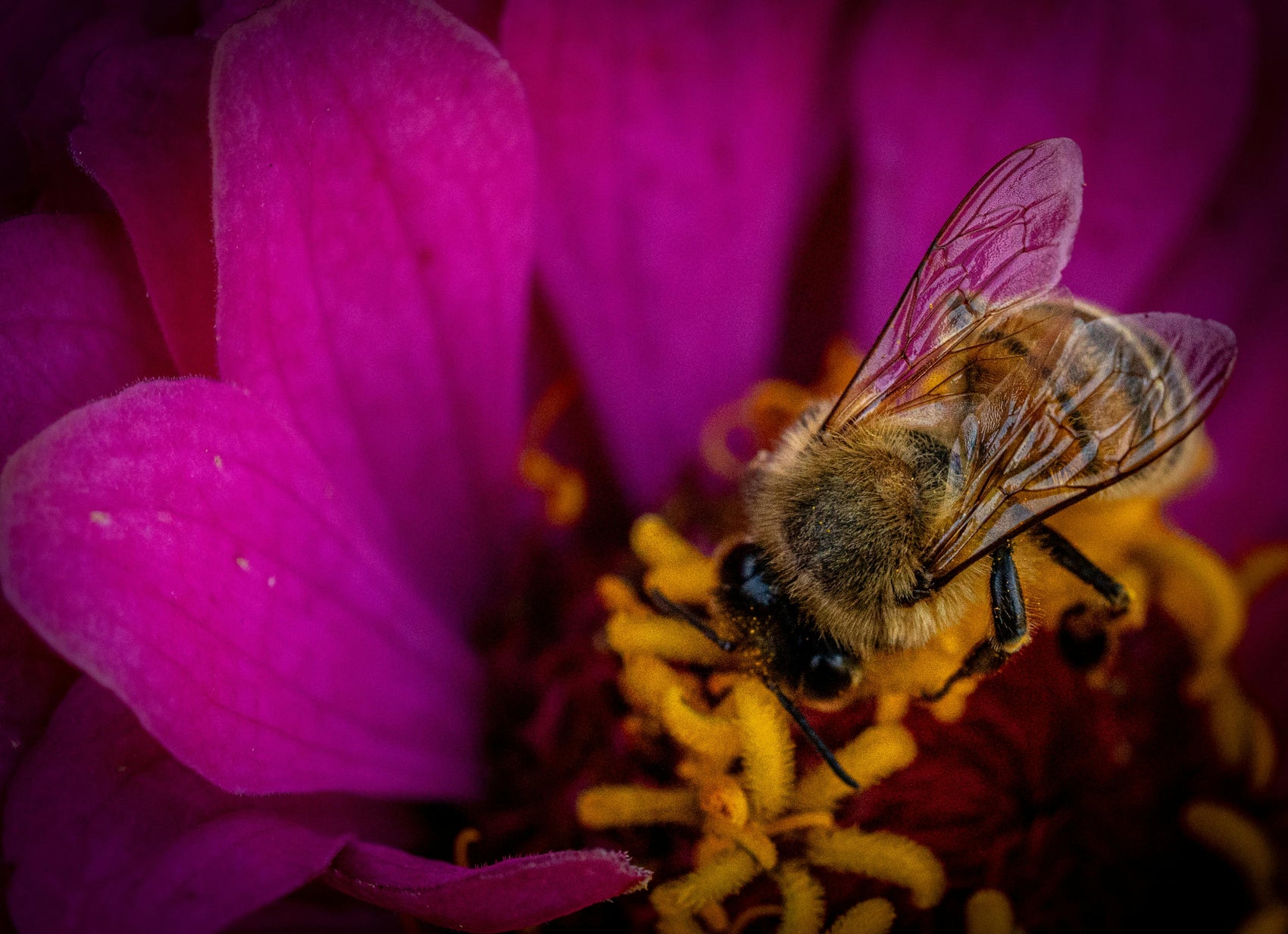 How to Manage Hayfever This Summer